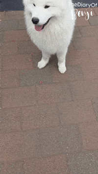 Chill Chilling GIF