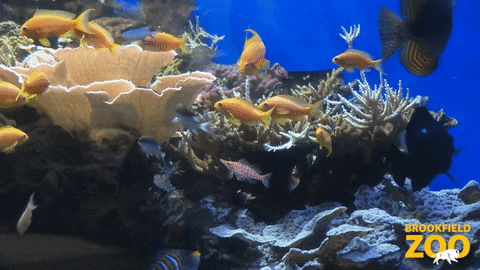 Coral Reef Swimming GIF by Brookfield Zoo
