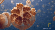 national geographic golden jellyfish GIF by Nat Geo Wild