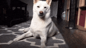 shiba inu dog GIF by KeepUpWithJaz