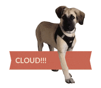 Benedetta Rossi Dog Sticker by Fatto in casa da Benedetta