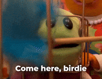 Come here, birdie