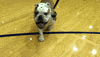 college basketball dog GIF by BIG EAST Conference