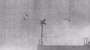 SCENE 08 - FLYING AWAY (DAILY ZAPPING)