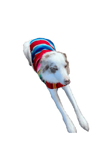 Dog Puppy Sticker by Matet's Kitchen