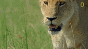 Nat Geo Savage Kingdom GIF by National Geographic Channel