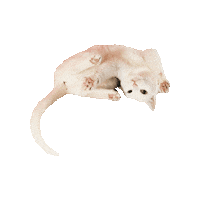 Round And Round Cat Sticker by Smitten Kitten