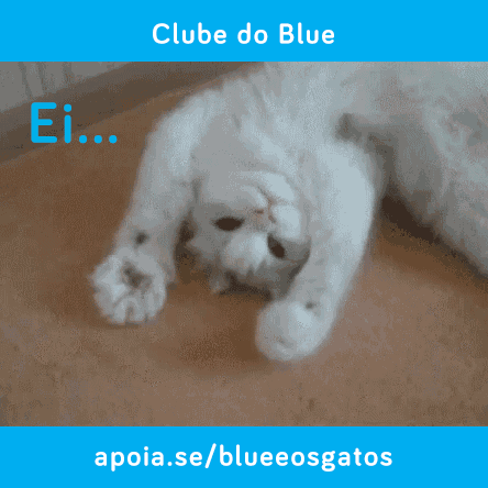 gatos fofos apoia GIF
