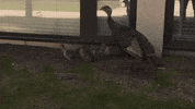Happy Holiday GIF by Minnesota State University Moorhead