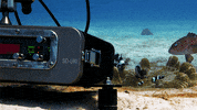 blue planet fish GIF by BBC America