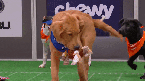Animal Planet GIF by Puppy Bowl