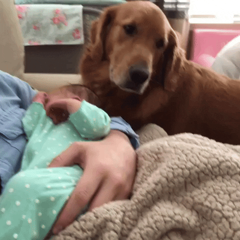 cuteanimalland giphyupload GIF