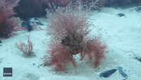 'Flamboyant' Crab Scuttles on Sea Bed Coated in Camouflage of Pink Weed