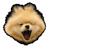 thorpompup angry tired rawr lion Sticker