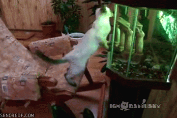 cat rocking chairs GIF by Cheezburger