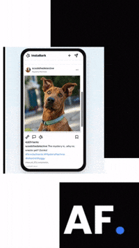 South Africa Dog GIF by A Reason To Feel