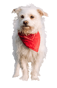 Dog Dancing Sticker by Tales&Tails