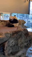 Panda Celebrates 'Sweet 16th' Birthday With Special Treats at Adelaide Zoo