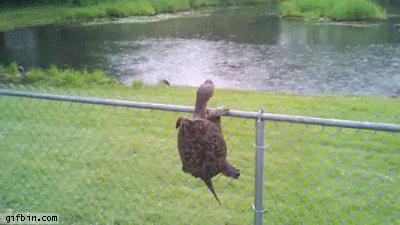turtle fail GIF
