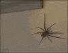 hand spider GIF