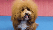 Zoom In Afro Hair GIF by Ilka & Franz