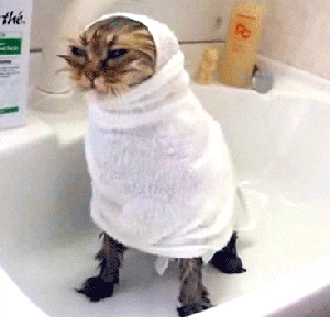Video gif. A wet cat, eyes narrowed in annoyance, sits in a bathtub wrapped tightly in a towel, frozen in rage.