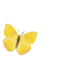 Yellow Butterfly Summer Sticker