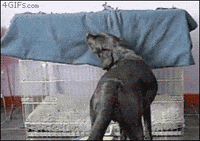 funny dog pulling GIF