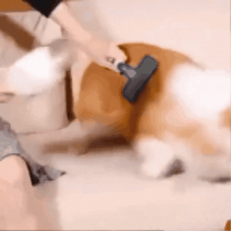 San_Andresito giphygifmaker GIF