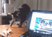 scared cat GIF