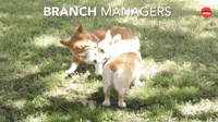 Branch Managers