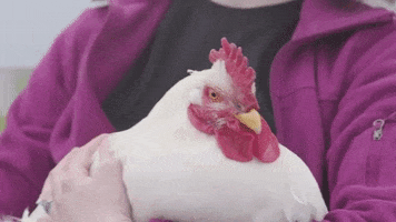 Chicken Hug GIF by Mercy For Animals