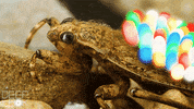 GIF by KQEDScience