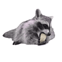 raccoon eating Sticker by MINI Italia