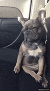 french bulldog GIF