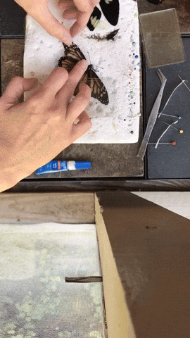 cuteanimalland giphyupload GIF