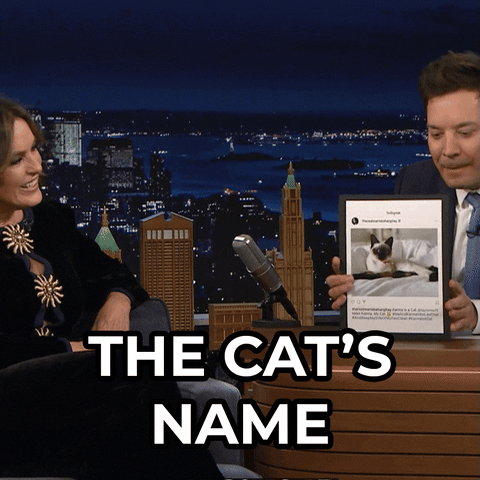 Taylor Swift Cat GIF by The Tonight Show Starring Jimmy Fallon