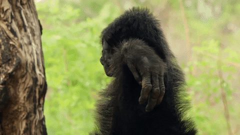 dynasties GIF by BBC Earth