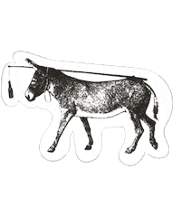 los cabos beer Sticker by Baja Brewing Co.