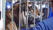 memphis gotigersgo GIF