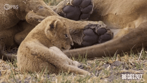 Season 2 Tail GIF by PBS