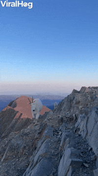 Hiker and Mountain Goats Meet on Bridger Range Sum