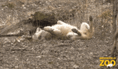 Rolling Wolf Pack GIF by Brookfield Zoo