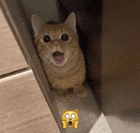 Shocked Cat GIF