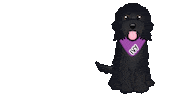 Goldendoodle Labradoodle Sticker by zoopeez