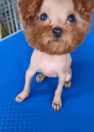 cuteanimalland giphyupload GIF