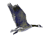 goose STICKER