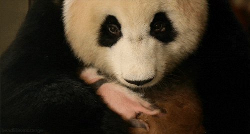 giant panda bear GIF by Head Like an Orange