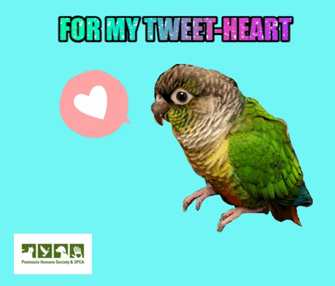 Valentines Day Bird GIF by Peninsula Humane Society & SPCA