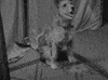 classic film dog GIF by Warner Archive